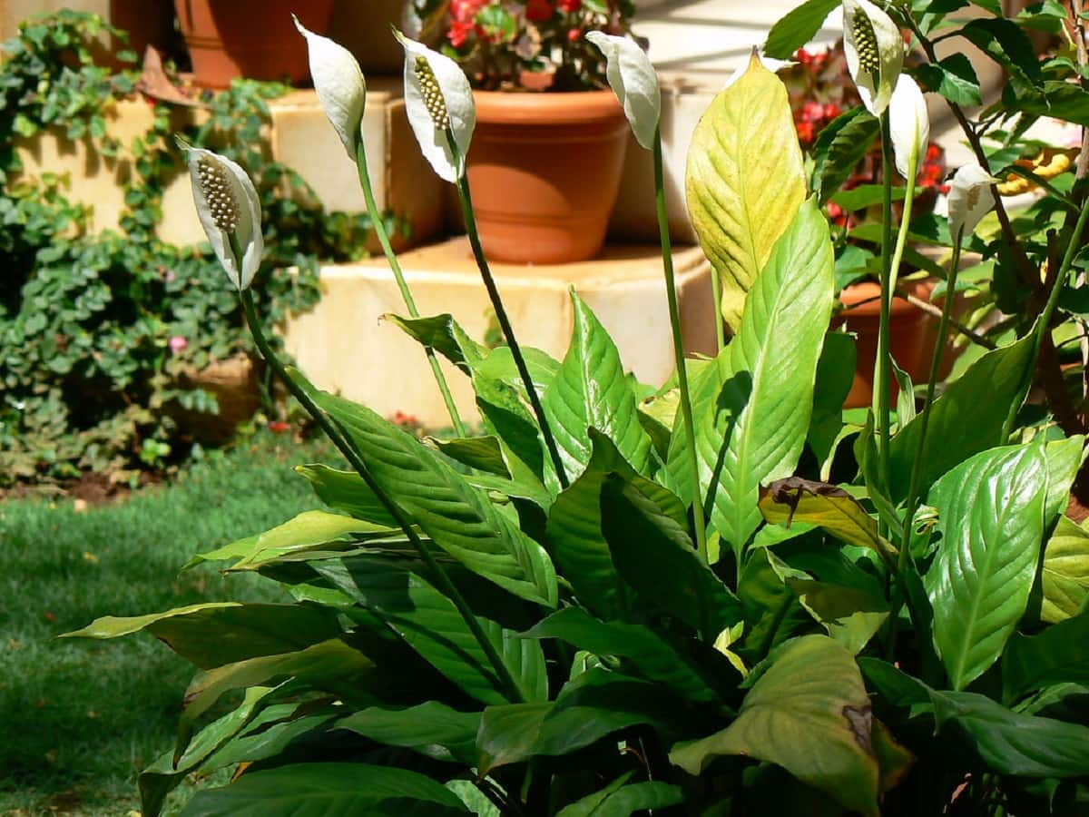 Peace Lily: Why You Must Keep This Plant Indoors?